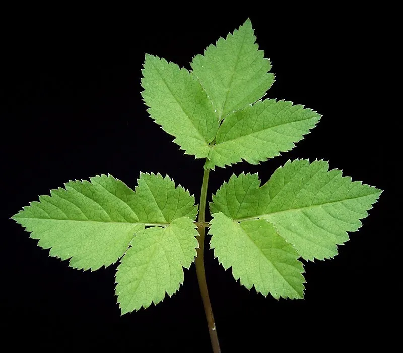 Aegopodium podagraria