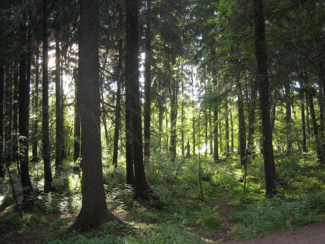 Central Park of Helsinki, Finland, in the summer