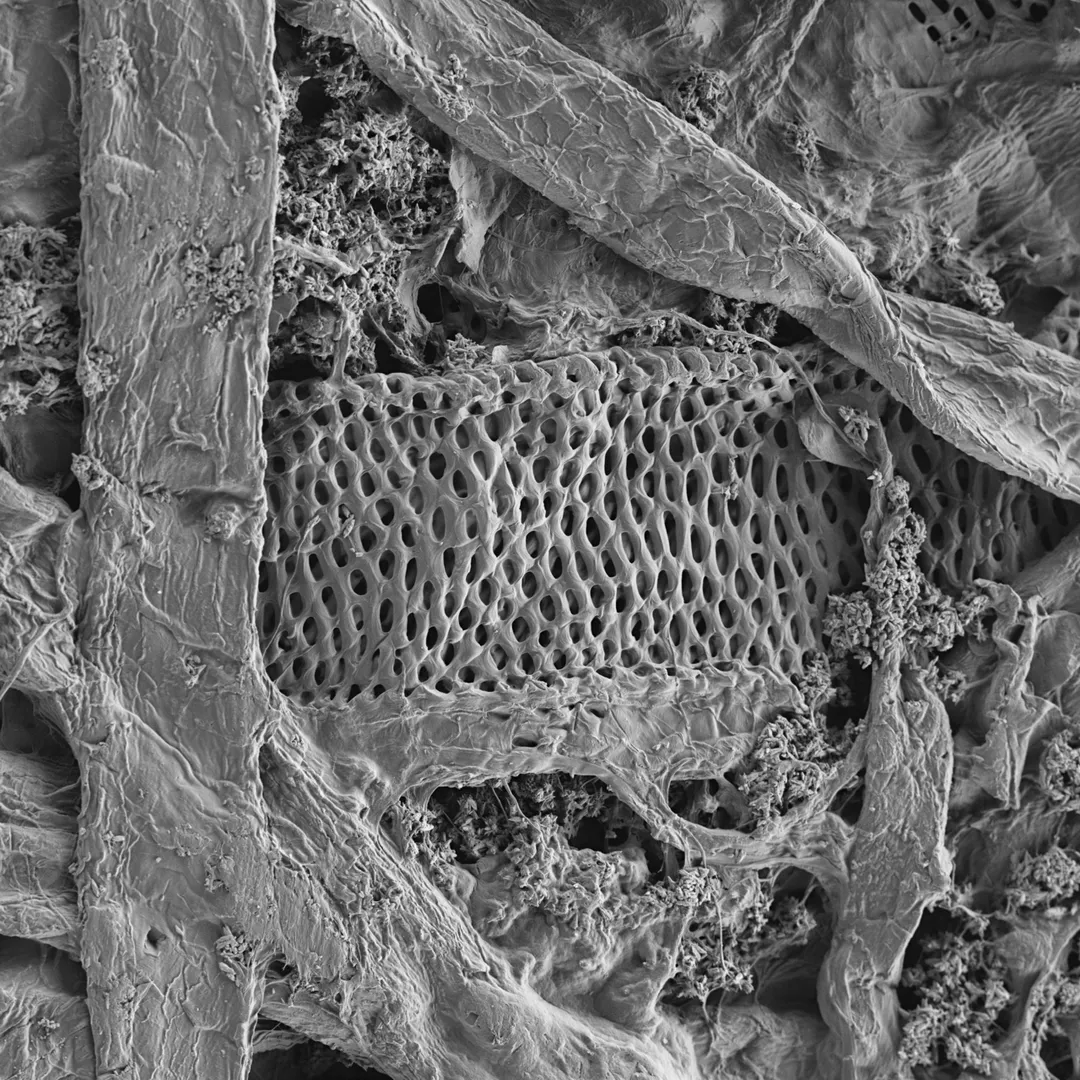 Scanning electron microscopy image of office paper. The field of view is 100 micrometers (FoV = 100 μm).