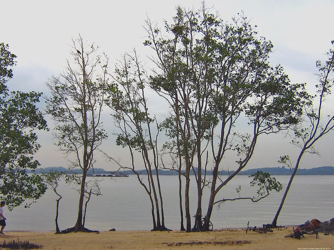 A row of Mangrove Trees witness the setting sun.

Pasir Ris Park, Republic of Singapore, looking towards Pulau Ubin.
Img by Calvin Teo, April 2006