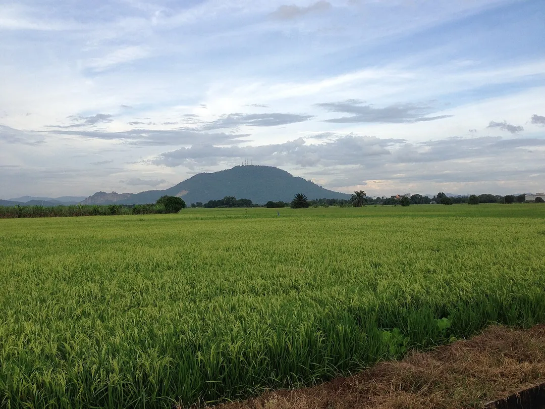 Bukit Mertajam hill view from paddy field in Permatang Nibong