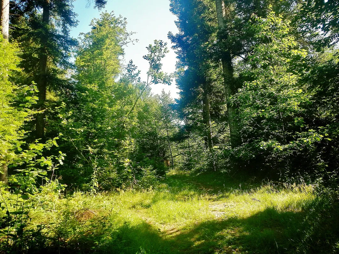 Wanderweg bei Pfalzgrafenweiler