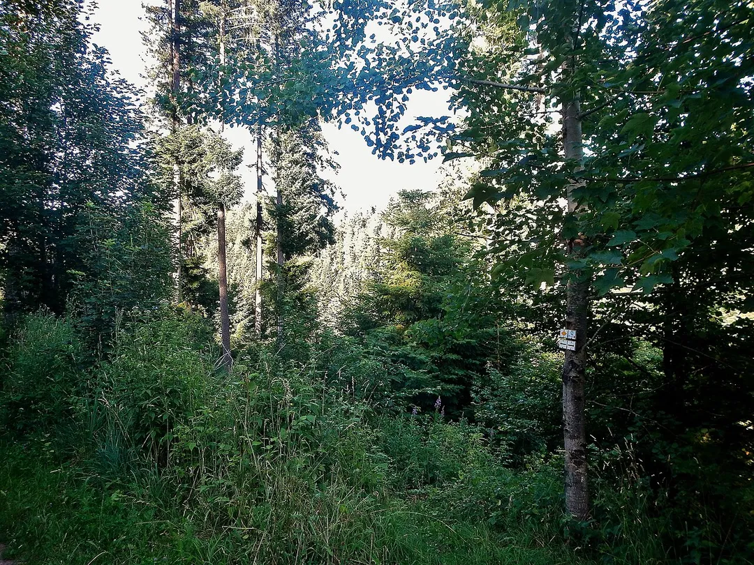 Wald bei Pfalzgrafenweiler