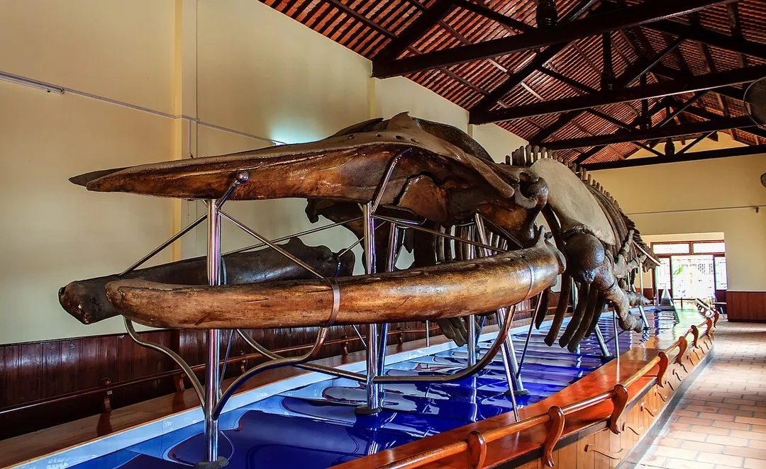 The whale skeleton in Van Thuy Tu palace in Phan Thiet city, Binh Thuan province, Vietnam. Currently, this is the largest whale skeleton in Vietnam and the whole of Southeast Asia still intact (22m long, heavy weight). 65 tons).