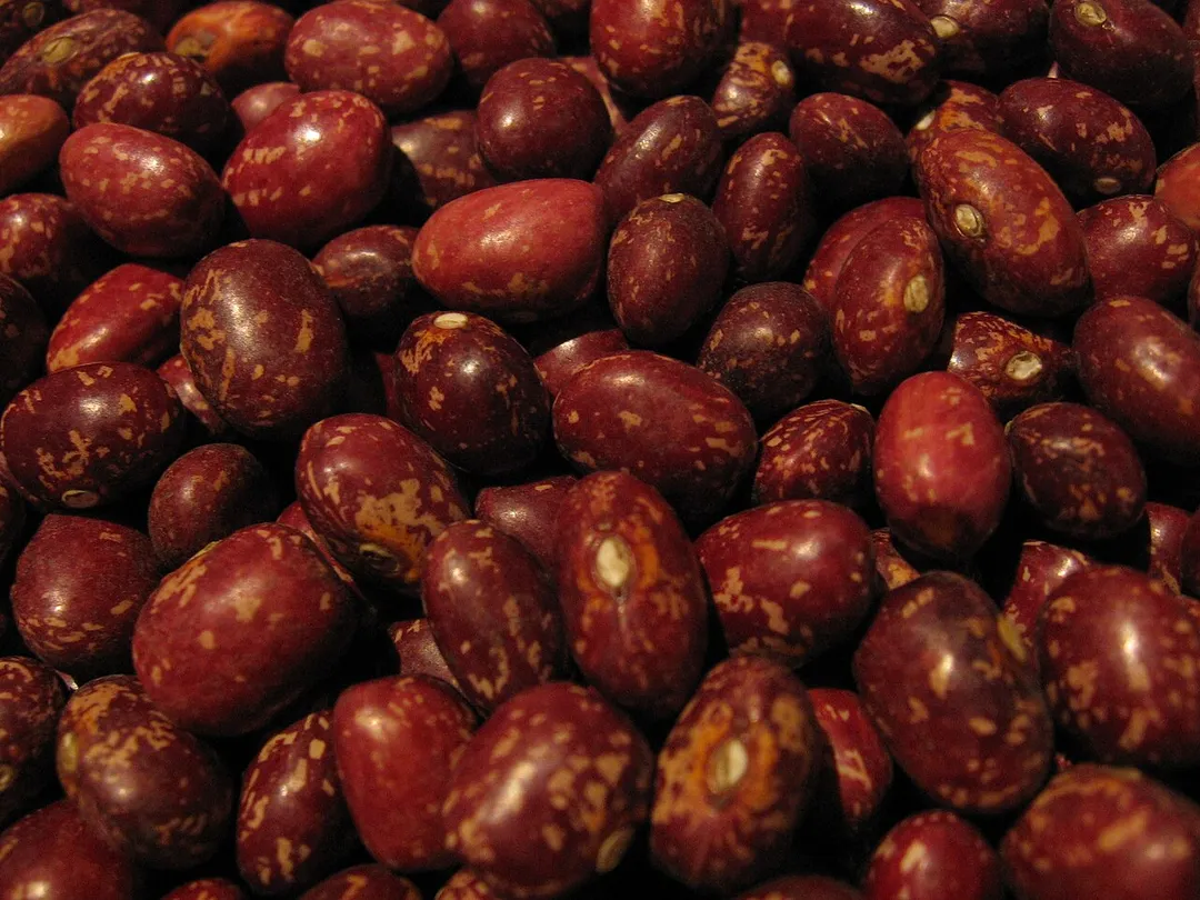 Beans Alubia pinta alavesa. Álava, Spain.