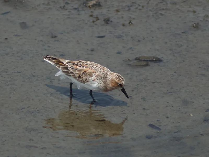 Calidris ruficollis（紅胸濱鷸．穉鷸）, summer plumage, Yunlin County, Taiwan, 2008.