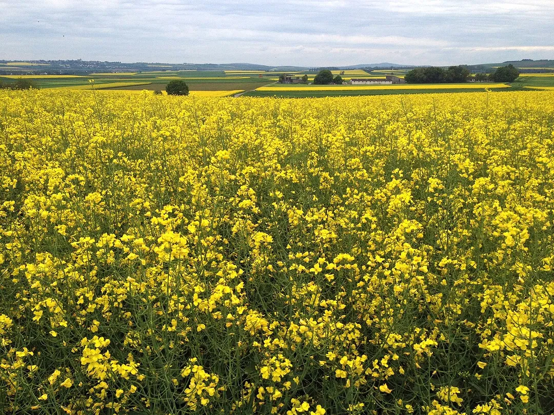 Canola fields by Polch