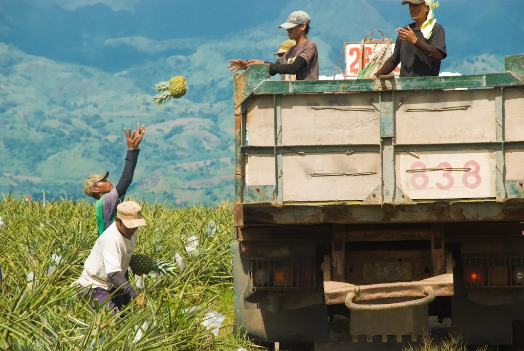 Pineapple Harvesting near station 3, Barangay Palkan Polomolok South Cotabato. Image Taken 15 May 2009, during our home vacation.