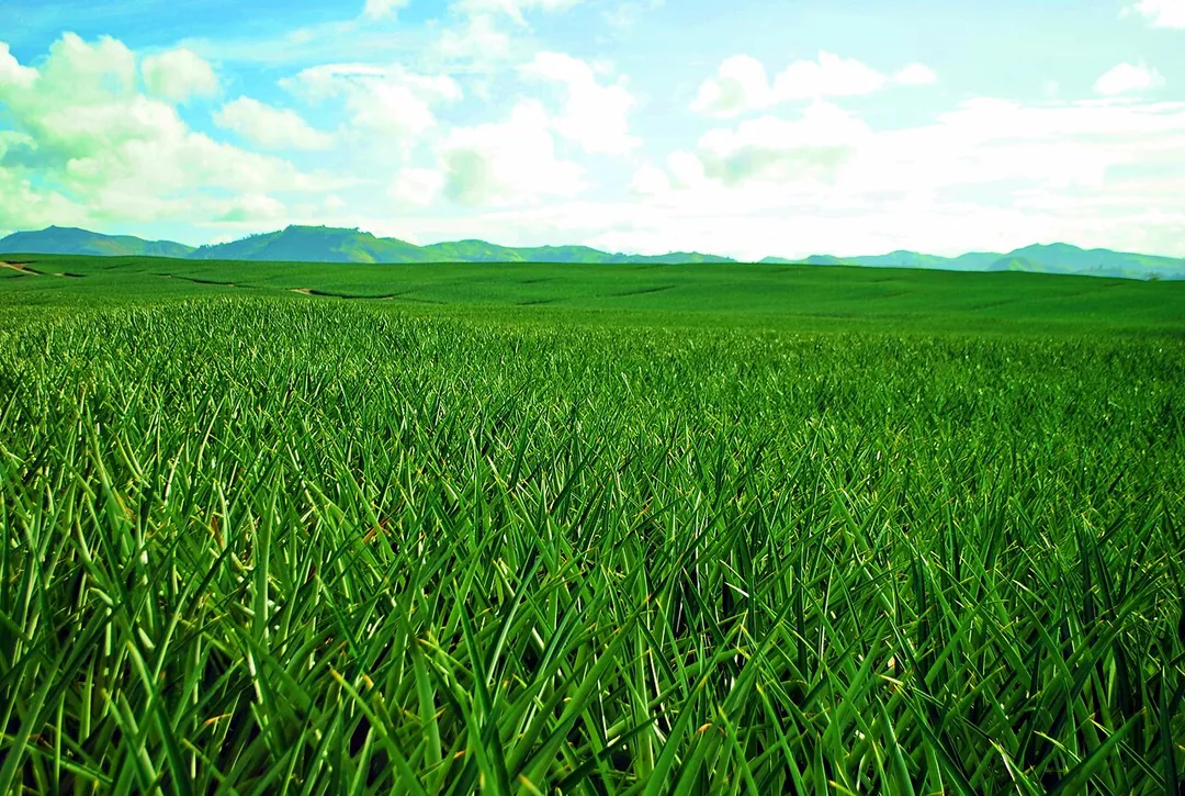 The Land of Pineapple Shore, the Municipality of Polomolok.