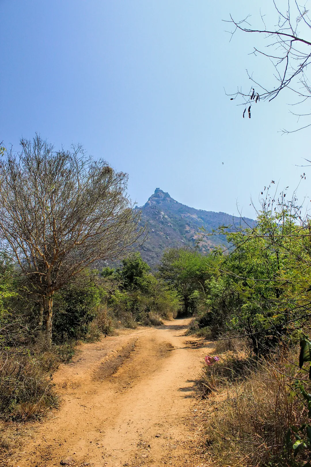 Parvathamalai as seen from the foothills