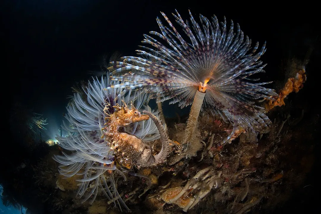 Peacock worms (Sabella pavonina) and short-snouted seahorse (Hippocampus hippocampus) in a protected marine natural area at Porto Cesareo, Italy