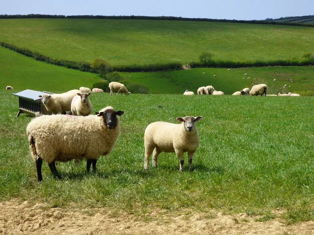 Pasture, Poundstock