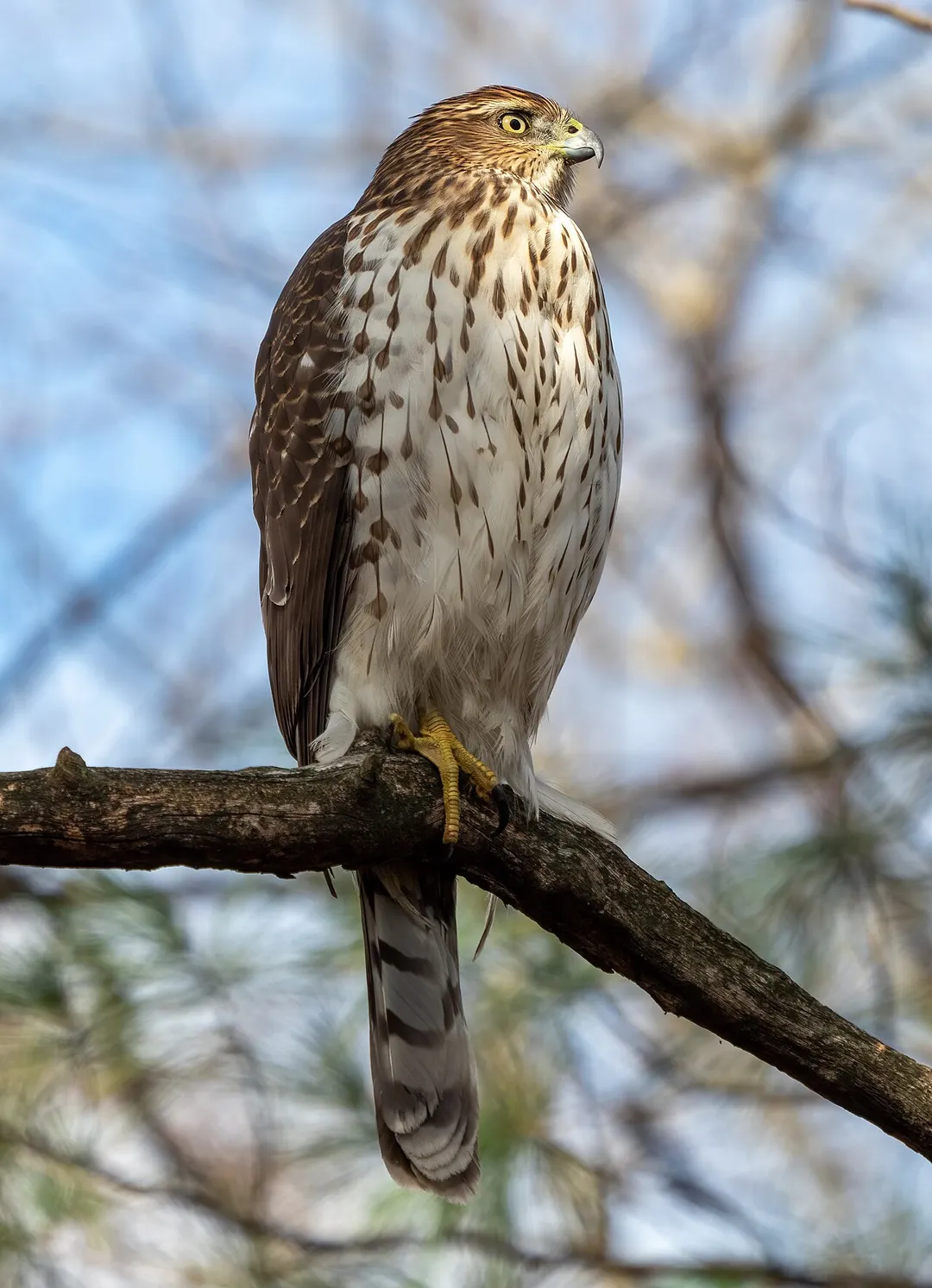 Juvenile cooper's hawk in Prospect Park, Brooklyn, New York.