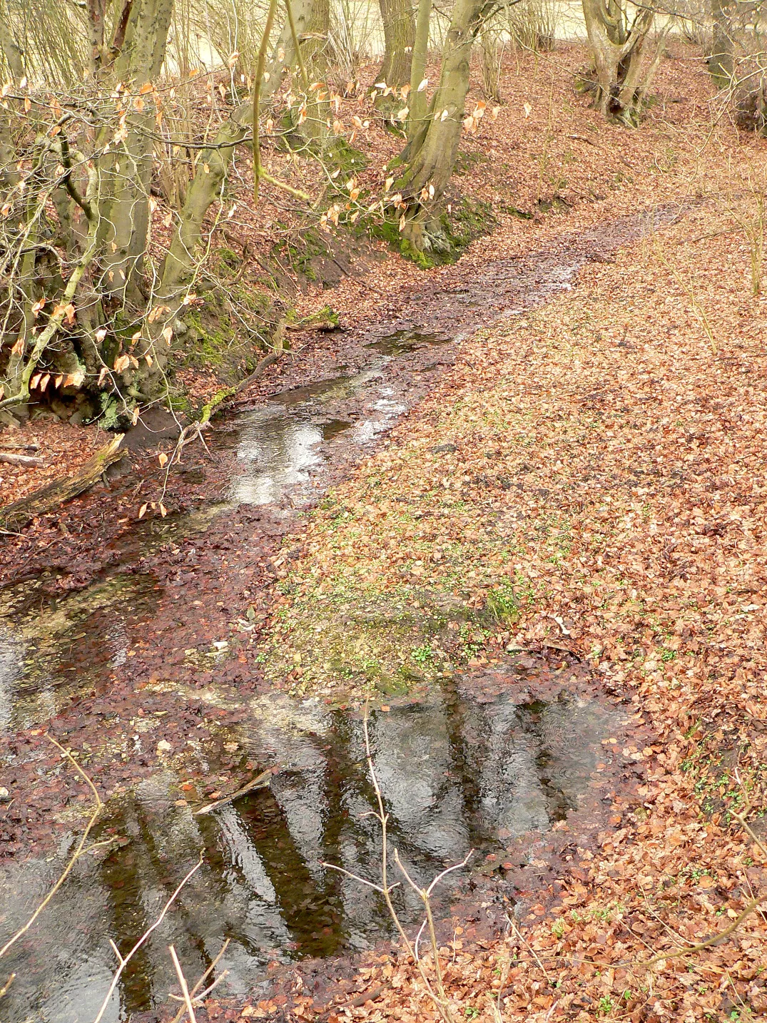 Schunterquelle im Elm oberhalb von Räbke