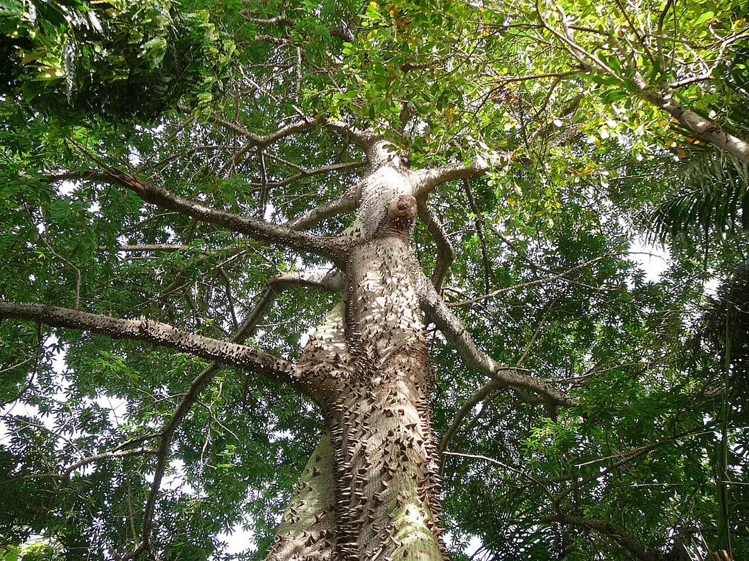 White-flowered silk cotton tree