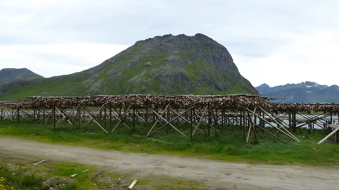 Stockfish in Ramberg, Flakstad in Lofoten, Norway