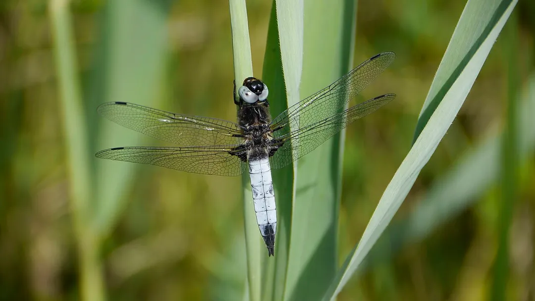 Spitzenfleck, Männchen - Libellula fulva. Aufgenommen am Erlichsee in Oberhausen-Rheinhausen, Baden-Württemberg, Deutschland.