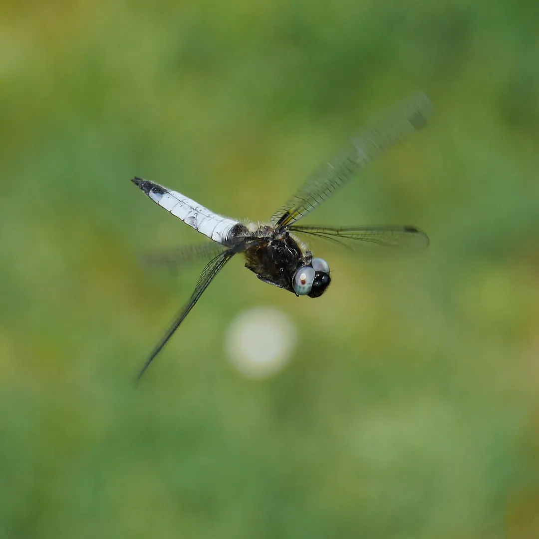 Spitzenfleck, Libellula fulva – Männchen. Aufgenommen am Erlichsee in Oberhausen-Rheinhausen, Baden-Württemberg, Deutschland.