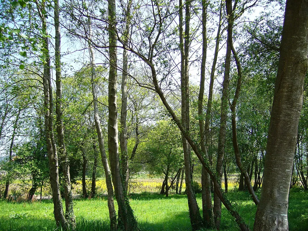 Rincon en el paseo de la ruta de los molinos