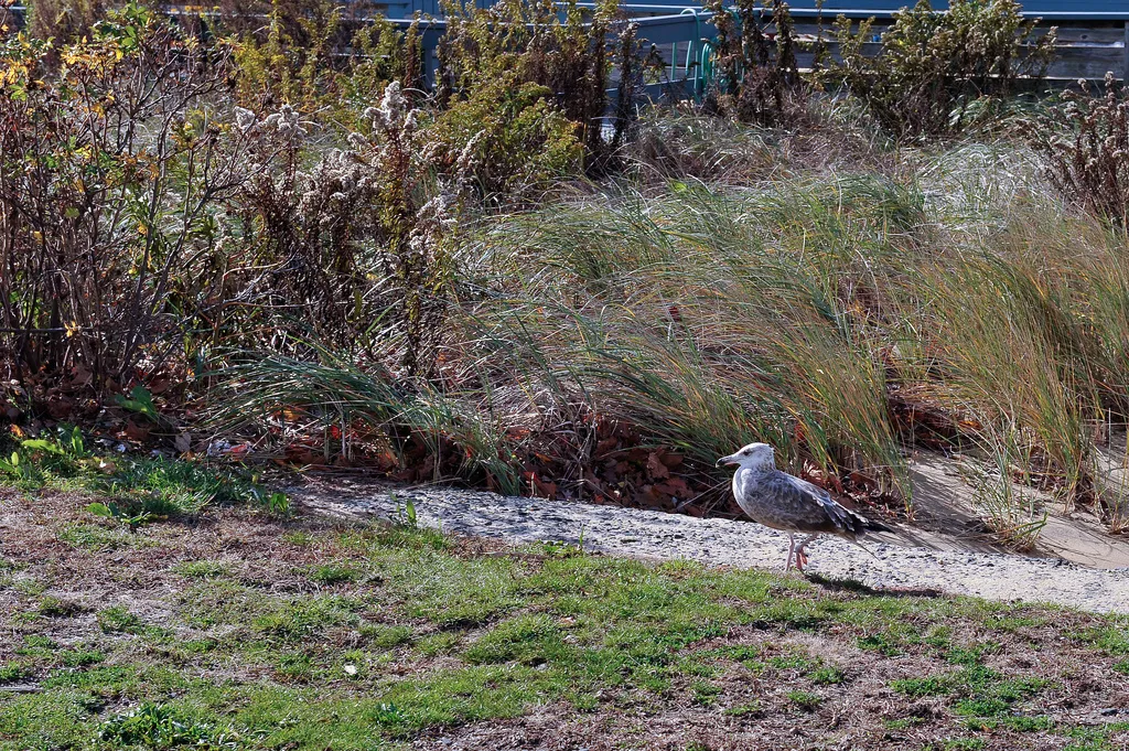 Shoreline and local sea bird, Rumson, NJ