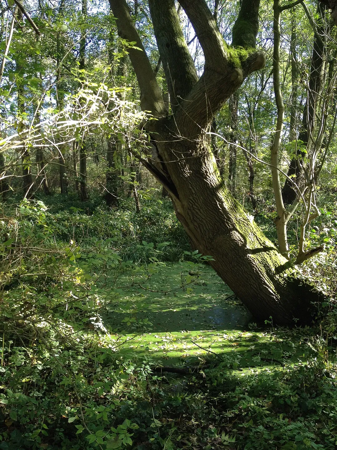 The "Tuedderner Venn" is a beautiful swamp landscape alongside the river Rode, marking in part the border between Germany and The Netherlands.
