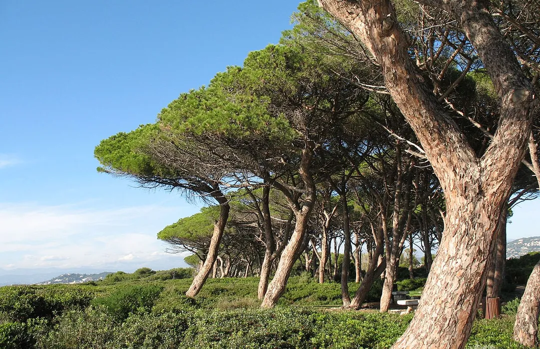 Pins, Île Sainte-Marguerite, Cannes, France