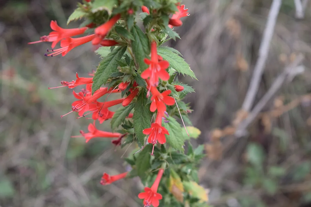 Loeselia mexicana
En San Pablo Tecalco