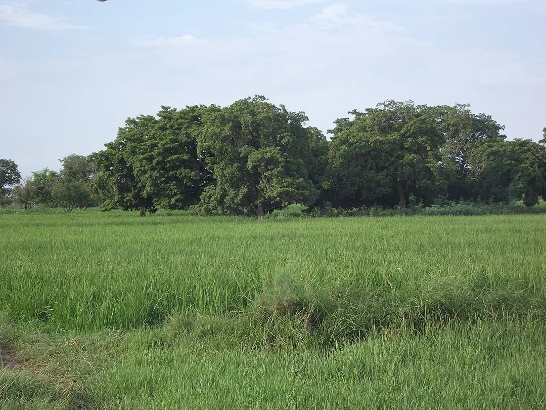 Mango trees in Khadro