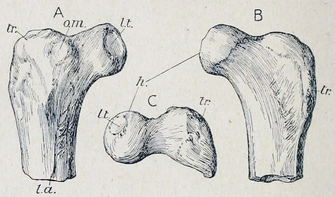 Part of Elopteryx nopcsai femur in several views.