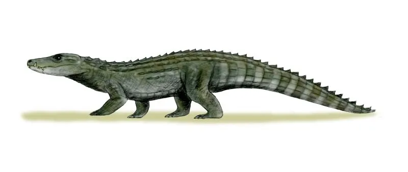 Allodaposuchus precedens, a crocodylomorph from the Late Cretaceous of Southern Europe, pencil drawing, digital coloring