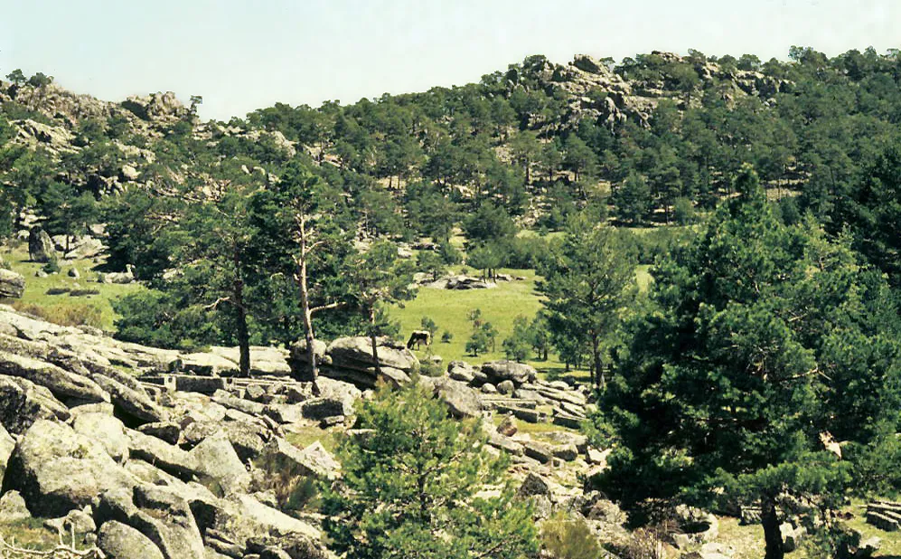 A meadow between granite rocks and Scots pines [Pinus sylvestris] at Tobar creek sources. Santa María de la Alameda, Madrid, Spain