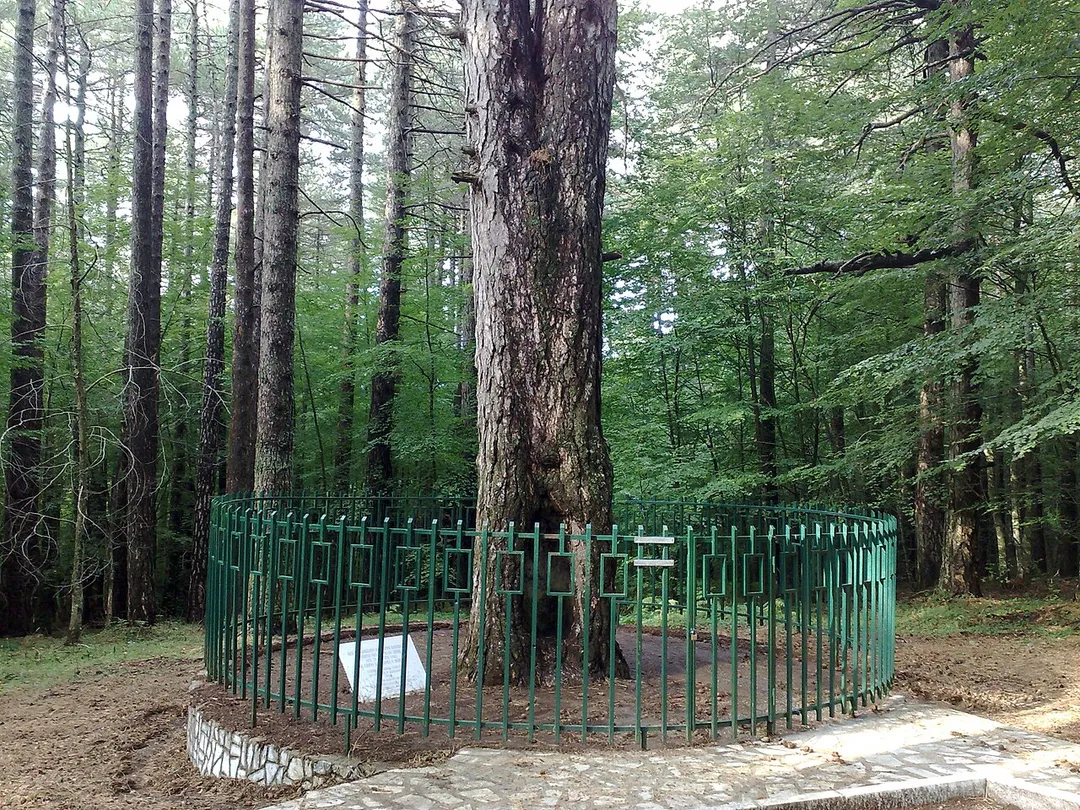L'albero in cui fu adagiato Garibaldi ferito
