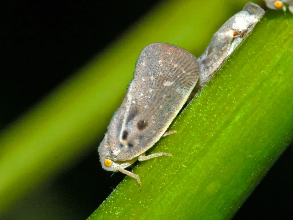 Metcalfa pruinosa