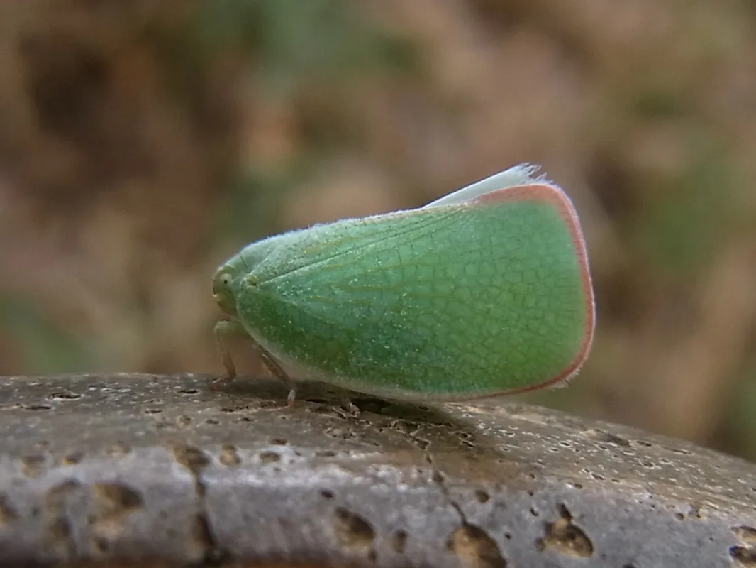Hemiptera