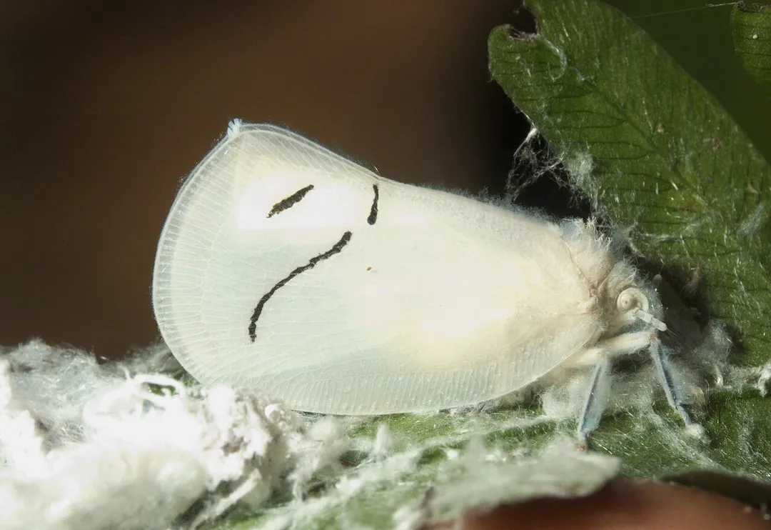 Cerynia sp., Flatidae, Wynaad, India