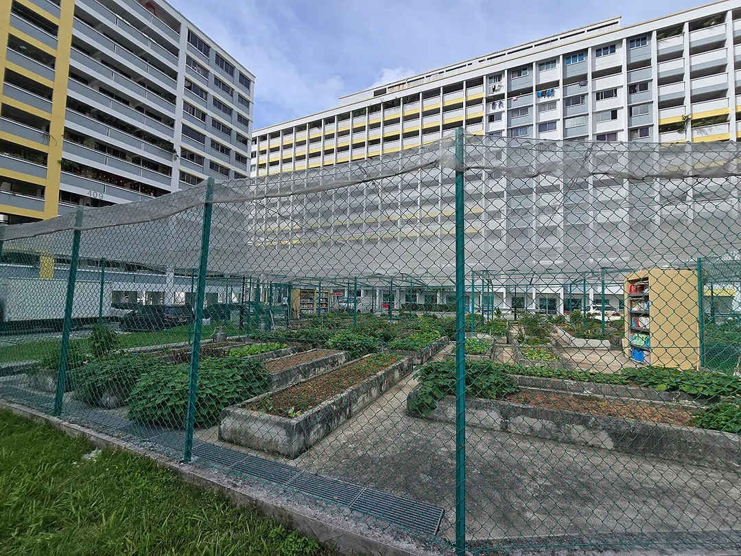 This is a community garden under Bukit Panjang Zone 8 RC located at Blk 413 Saujana Road in Singapore.