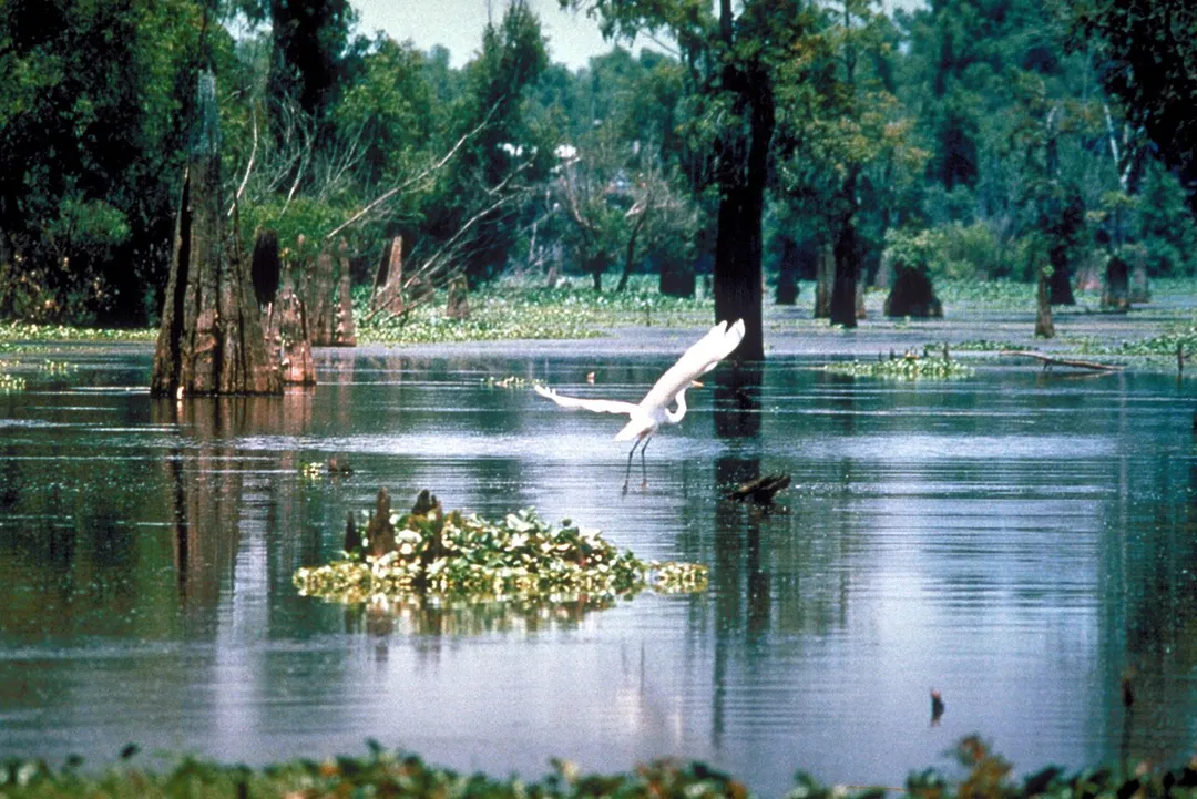 A scene in the Atchafalaya Basin in Louisiana, USA, in the Sherburne Complex Wildlife Management Area, a Nature Conservancy reserve.