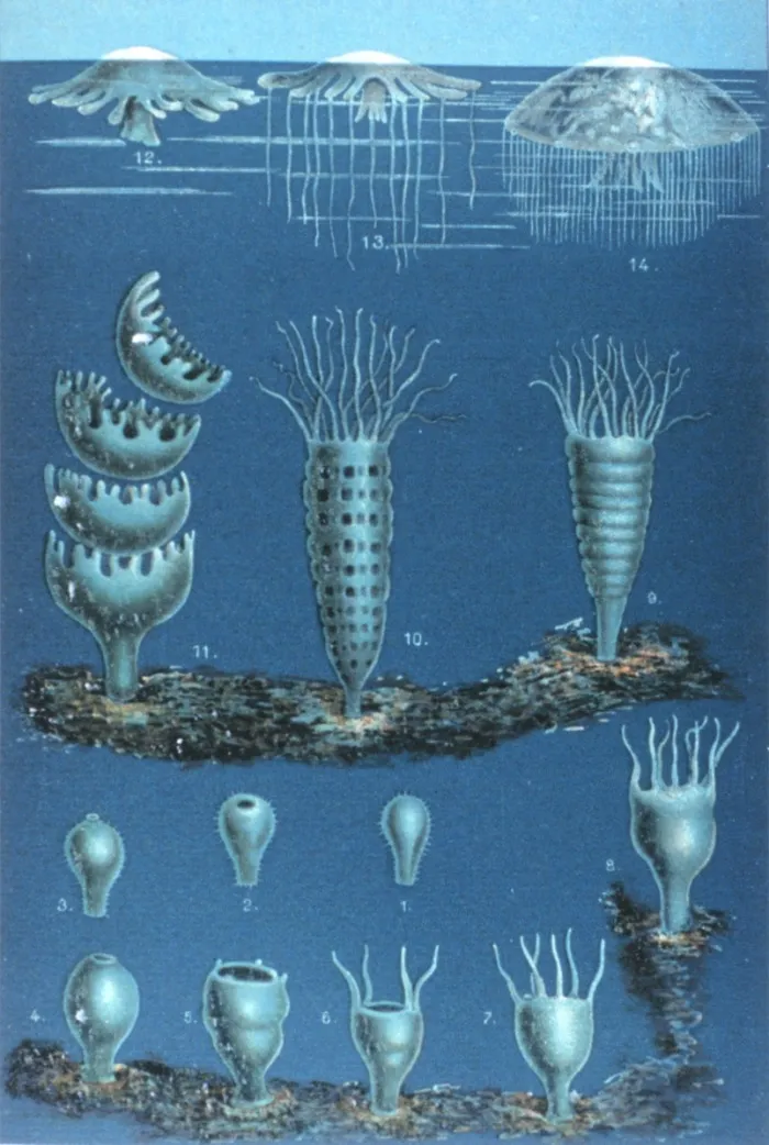 Life cycle of scyphozoans. 1-8 – planula attachment and metamorphosis to scyphistoma stage; 9-10 – scyphistoma strobilation; 11 – ephyra release; 12-14 – transformation of the ephyra into an adult medusa