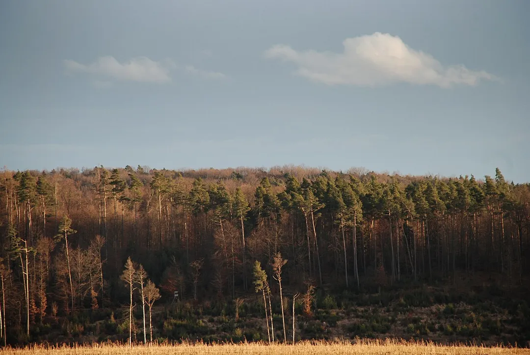 Felder und Wälder in Schönaich