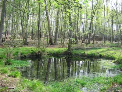 Zelfgenomen afbeelding, poel in asbroek