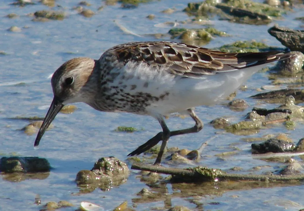 Calidris alpina -- a juvenile bird with the first grey feathers of the winter plumage already visible on the back (River Danube at Gerjen, Hungary, 28-08-2012)