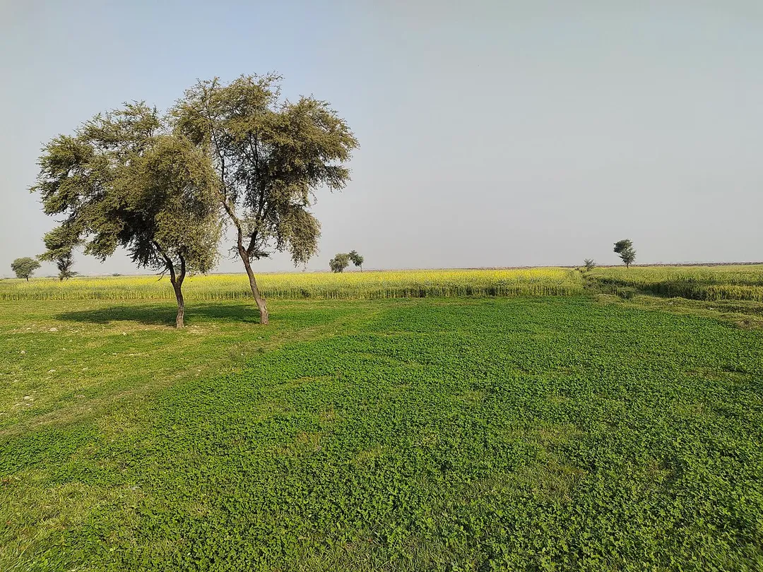 Seasonal cabbages plants in Umeed Ali Junejo