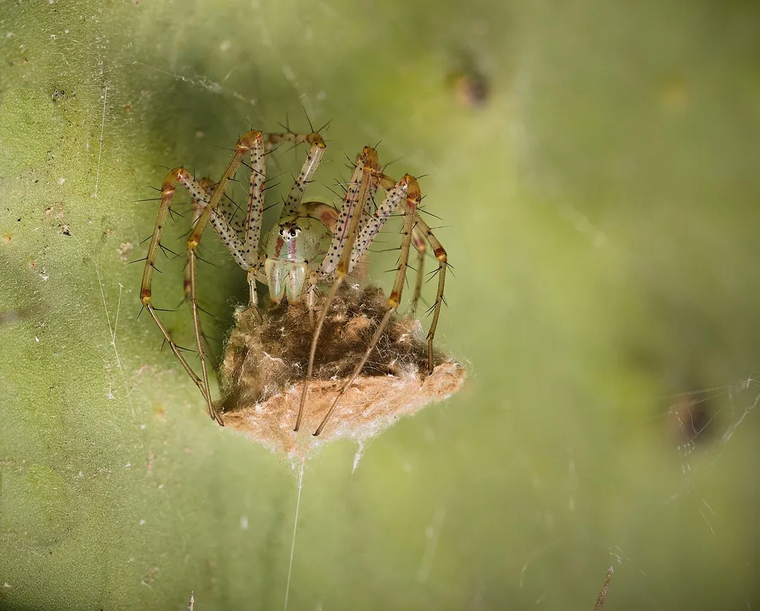 Peucetia viridans (Green Lynx Spider), adult female with egg sac, Sierra de Guadalupe, Mexico, In this image, the ground lies toward the top.