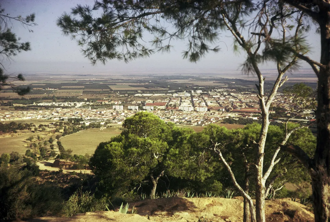 Vue de Sig (Mascara, Algérie) à partir de la pinède du Djebel bou Sella.