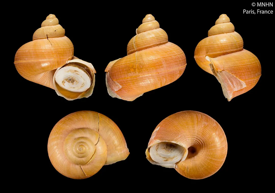 PRESERVED_SPECIMEN; Tropidophora (Ligatella) ivongoensis Fischer-Piette, E. Blanc &amp; Vukadinovic, 1974; Type status: 	HOLOTYPE; Identified by:	N/A; Individual count:	1; Event date: 	1968-01-01T00:00:00Z