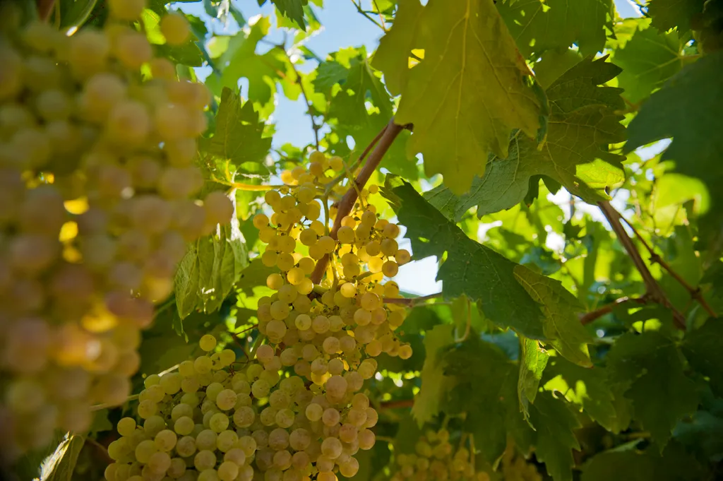 The main grape of Soave Wine