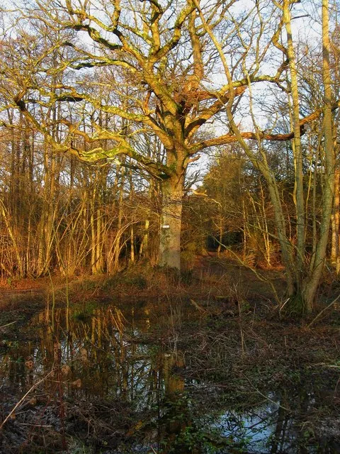 Cottage Wood
