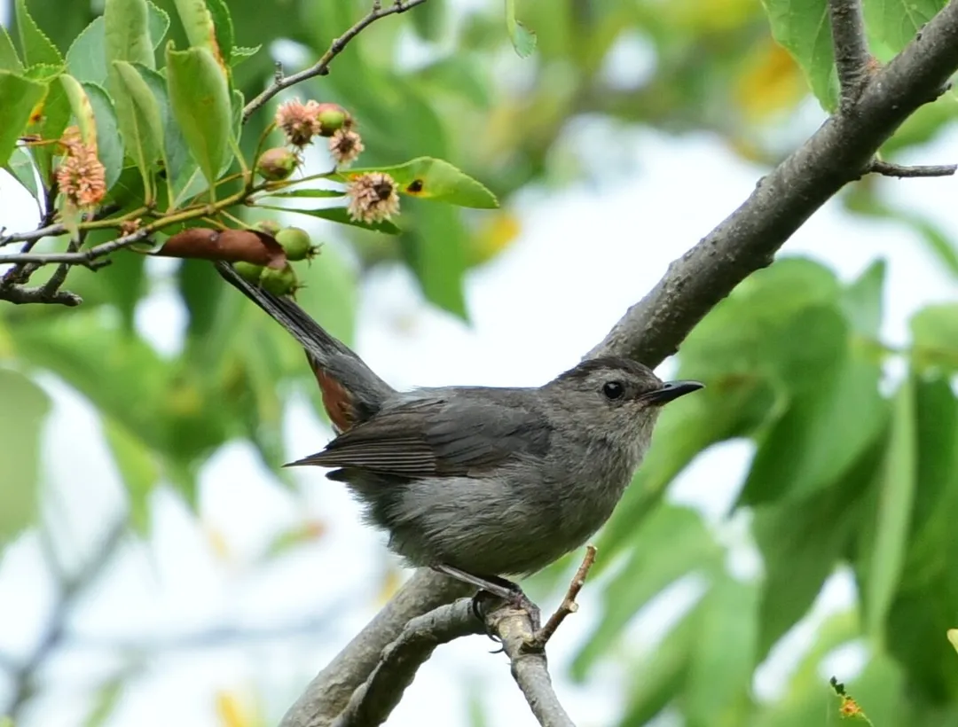 Grey catbird (Dumetella carolinensis) near Kingsville, South Ontario