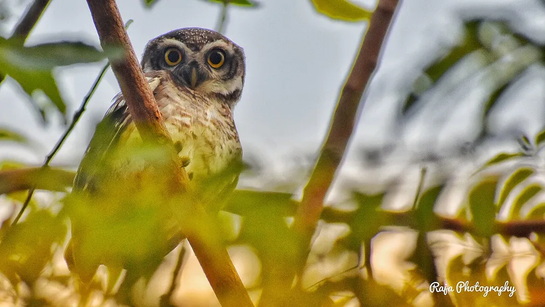 This owl was shot at Srimushnam, TN