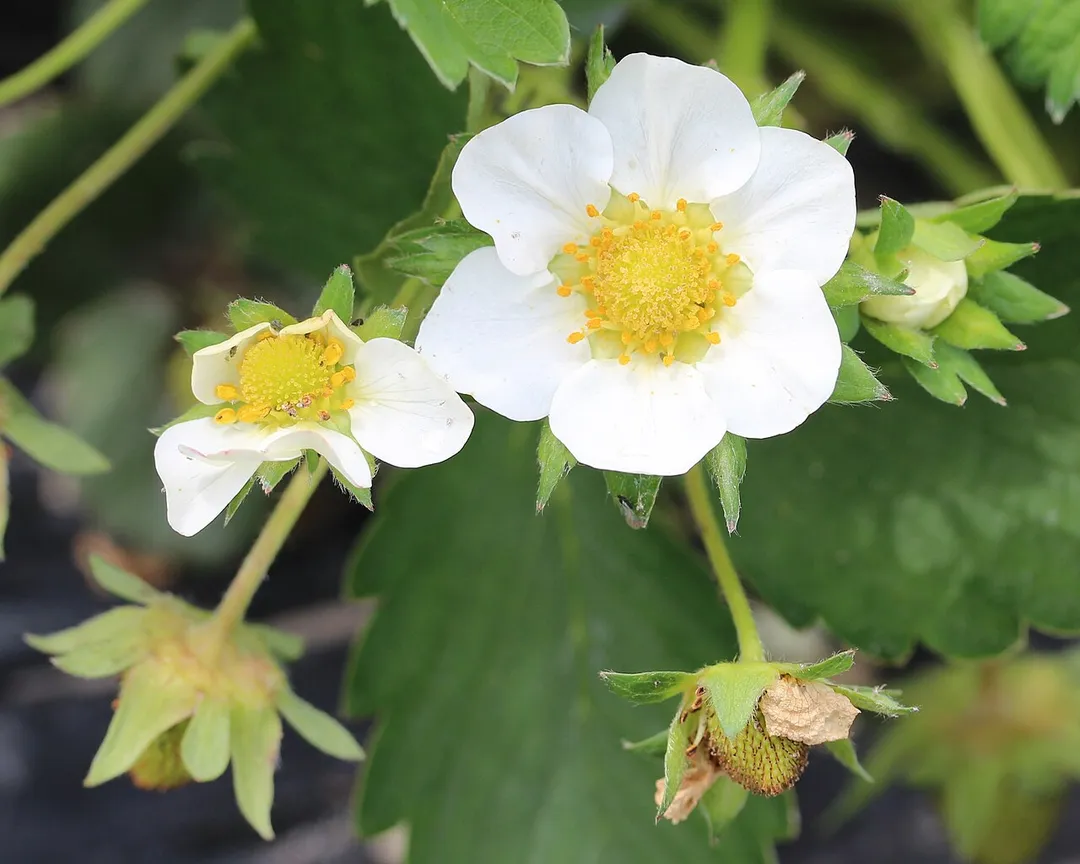 Flower of Fragaria x ananassa Duchesne ex Rozier